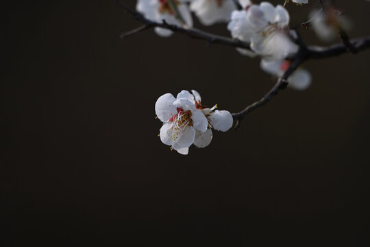 白梅花梅花春天花开梅花特写