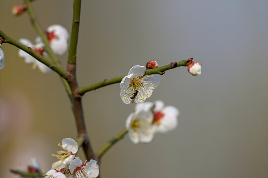 白梅花梅花春天花开梅花特写