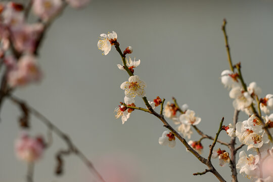 白梅花梅花春天花开梅花特写