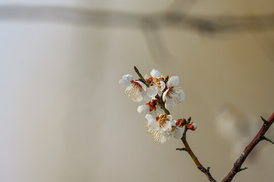 白梅花梅花春天花开梅花特写