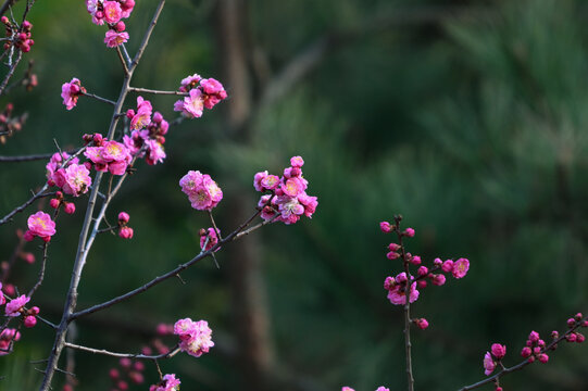 红梅花红梅花开春天梅花盛开