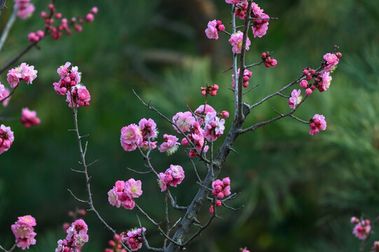 红梅花红梅花开春天梅花盛开