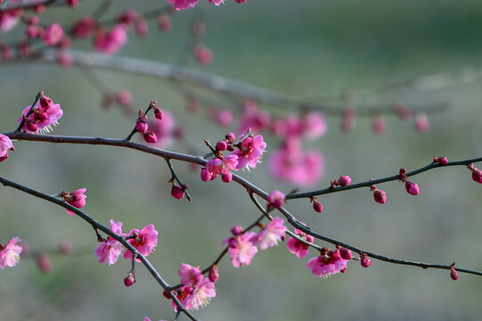 红梅花红梅花开春天梅花盛开