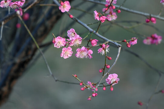 红梅花红梅花开春天梅花盛开