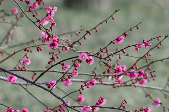 红梅花红梅花开春天梅花盛开