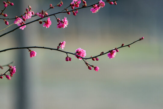 红梅花红梅花开春天梅花盛开