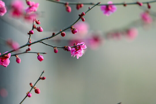 红梅花红梅花开春天梅花盛开