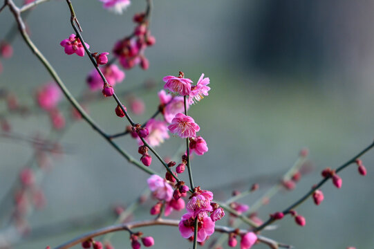 红梅花红梅花开春天梅花盛开