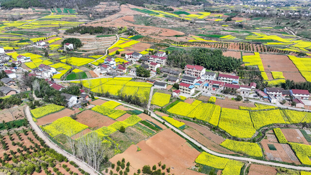 航拍汉中市洋县油菜花田