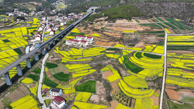 航拍汉中市洋县油菜花田