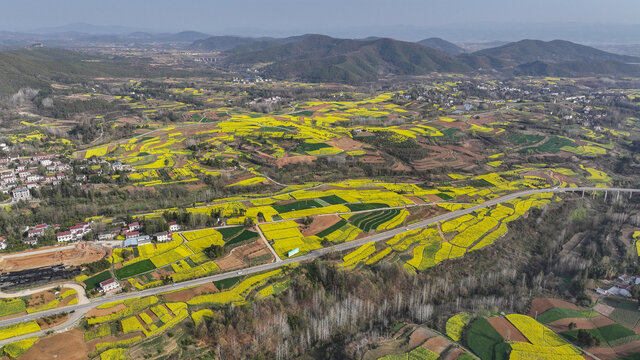 航拍汉中市洋县油菜花田