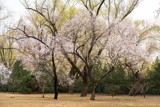 春天来了柳绿花红赏花正当时