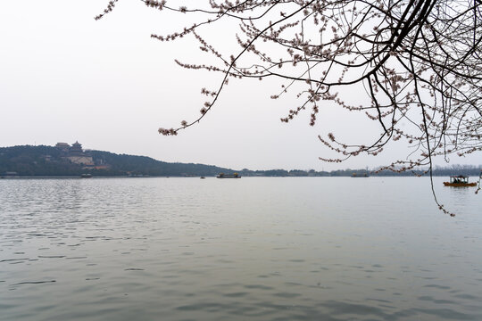 春天来了柳绿花红赏花正当时