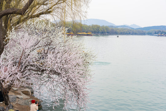 春天柳绿花红赏美景