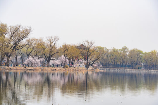 春天游园赏花美景如画柳绿花红