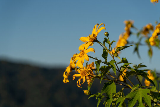 阳光下的肿柄菊