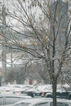 雪中的树枝