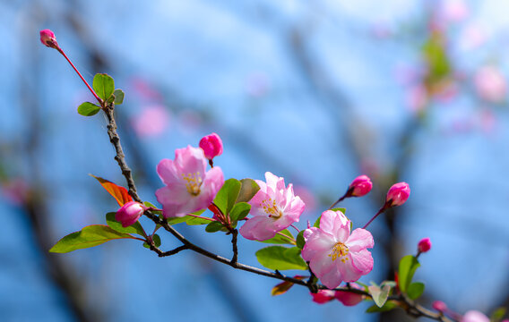 海棠花