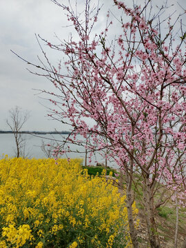 江岸桃花油菜花