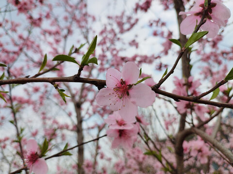 桃花