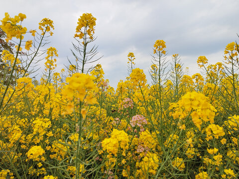 粉色油菜花