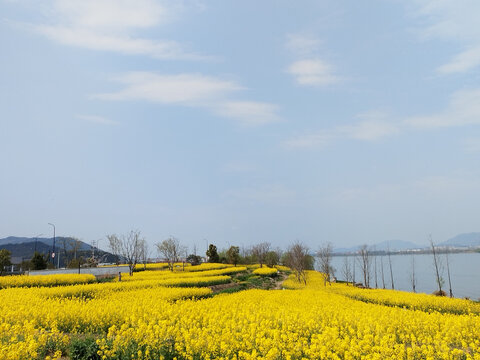 墅溪村油菜花海