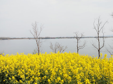 富春江岸树木与油菜花