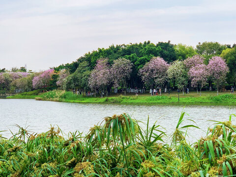 湖岸花树