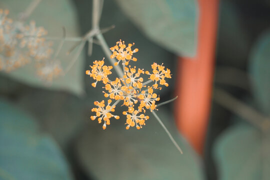 植物茴香花