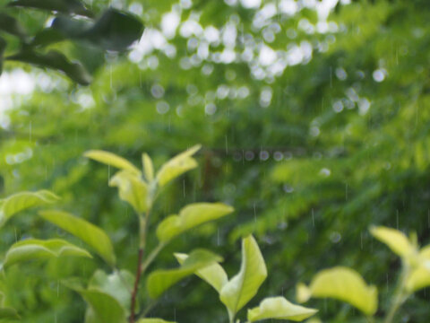植物雨