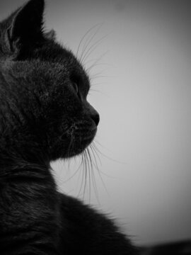 黑白摄影孤独猫