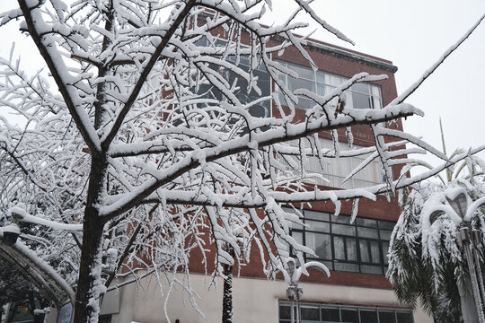 雪挂枝头