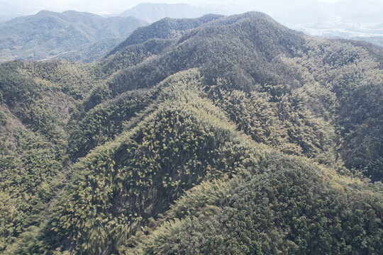 深山竹海