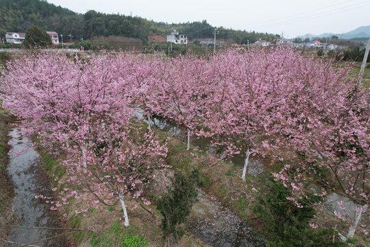 樱花盛开