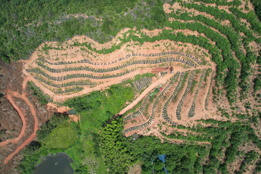 蓝莓基地