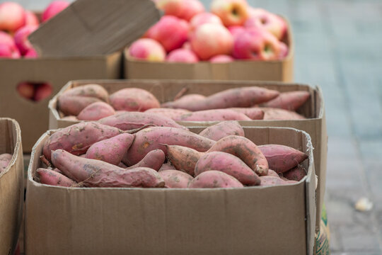 新鲜生地瓜红薯助农素材