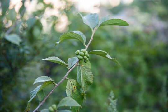 绿植野生植物扁担杆