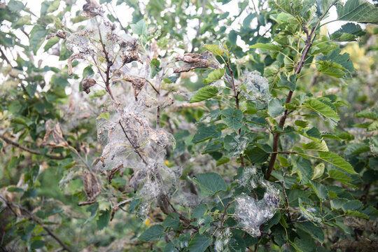 植物病虫害黄叶病