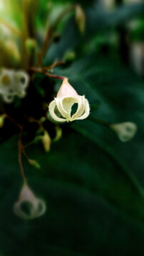 凤眼果花苹婆花