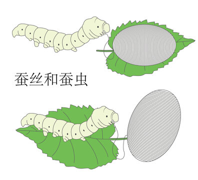 蚕丝和蚕虫