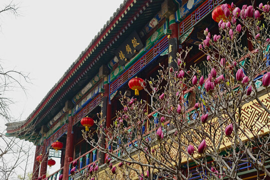北京大观园缀锦楼前的紫玉兰