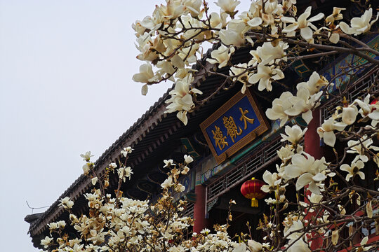 北京大观园大观楼前玉兰花盛开