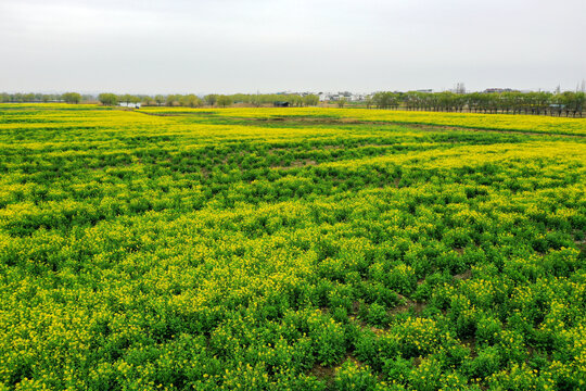 油菜花田