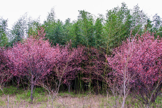 李子树开花