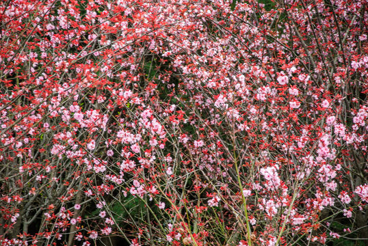 紫色李子花