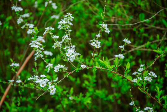 白色木香花