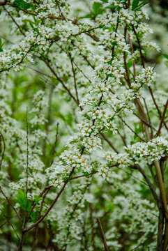 春天公园白色小花