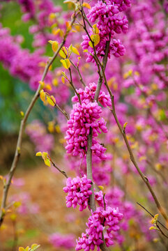 紫色花紫荆树