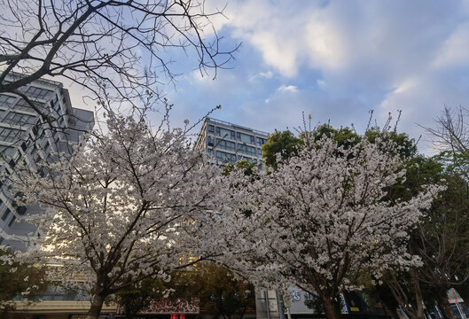 樱花