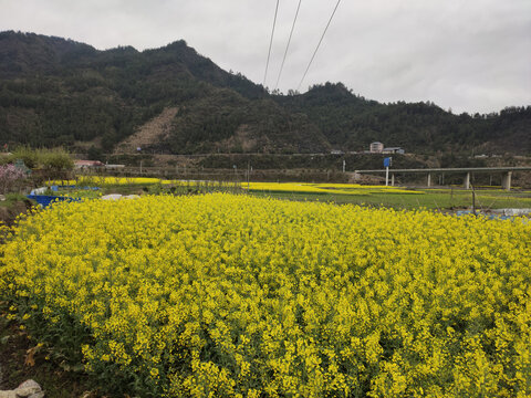 盛开的油菜花